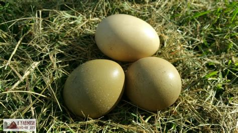 Golden pheasant egg .